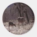 Search for doe magnets Fawn