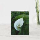 Search for curles cards Flower