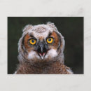 Search for great horned Cute