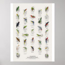 Search for naturalist posters Wildlife