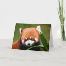 Search for red panda cards Pandas
