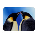 Search for wolf rectangular magnets Fauna