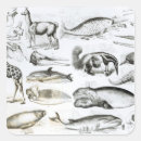 Search for marine biology stickers Whale