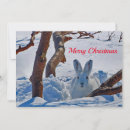 Search for white rabbit cards Snow
