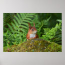 Search for red squirrel posters Nature