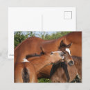Search for sporting breed postcards Bob langrish