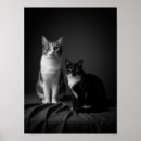 Search for pet portraits Cat