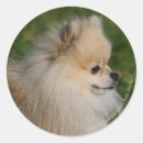 Search for headshot stickers Dwarf spitz