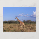 Search for reticulated postcards Kenya