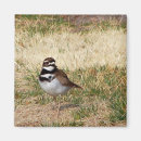 Search for cool birds magnets Animals