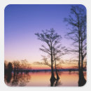 Search for bald tree stickers Wildlife