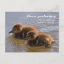 Search for ducklings postcards Mallards