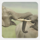 Search for india elephant stickers Asia
