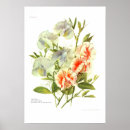Search for sweet pea art Illustration