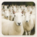 Search for sheep kitchen dining Barn