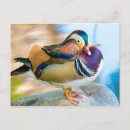 Search for mandarin postcards Nature