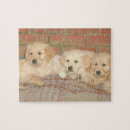 Search for golden retriever puppy puzzles Puppies