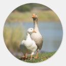 Search for goose photo stickers Geese