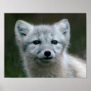 Search for cute fox posters Arctic