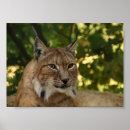 Search for lynx posters Cute