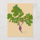 Search for radish postcards Vegetable