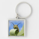 Search for caterpillars key rings Animal