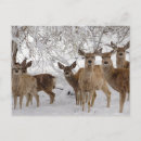 Search for mule deer postcards Winter