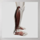 Search for human anatomy posters Malleolus