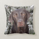 Search for chocolate lab cushions Labrador retriever