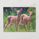 Search for whitetail deer postcards Fawns