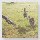 Search for chick coasters Wildlife