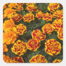 Search for marigolds stickers Garden