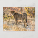 Search for looking around Animal