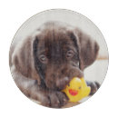 Search for labrador cookware Cute baby animal