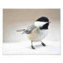Search for backyard birds posters Chickadee