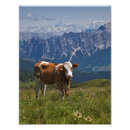 Search for cowbells posters Farm