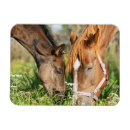 Search for colts magnets Horse