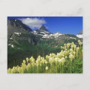 Search for beargrass Landscape