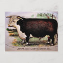 Search for hereford cow postcards Cattle