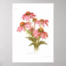 Search for rudbeckia posters Flowers