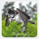 Search for flying eagle stickers Wildlife