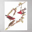Search for finch posters John james audubon