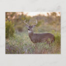 Search for odocoileus postcards Wildlife