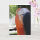 Search for funny flamingo cards Humour