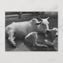 Search for calf postcards Black and white