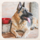Search for resting barware Dog