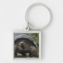 Search for galapagos islands key rings Reptile