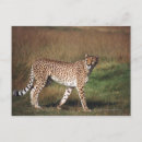 Search for green leopard postcards Wildlife