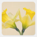 Search for yellow daffodil stickers Colourful