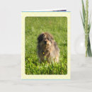 Search for rainbow bridge cards Death